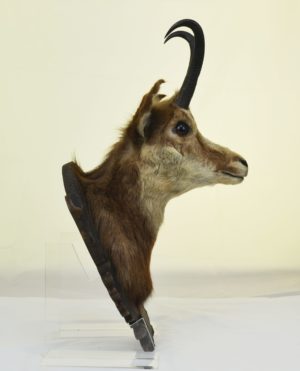 Alpine Chamois Taxidermy Mount On Carved Oak Board