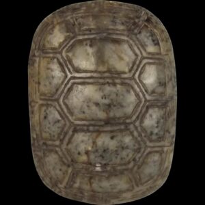 Chinese Qing Period Nephrite Jade Turtle Carapace Belt Decoration