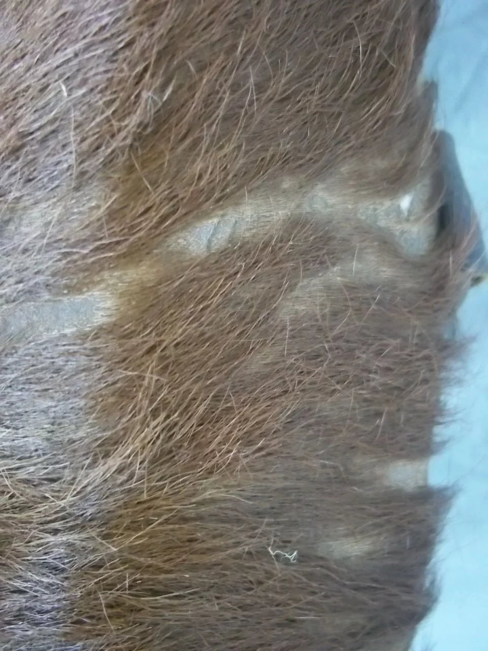 WW2 German Model 1939 Pony Fur Tournister Backpack 1943 Dated - Image 7