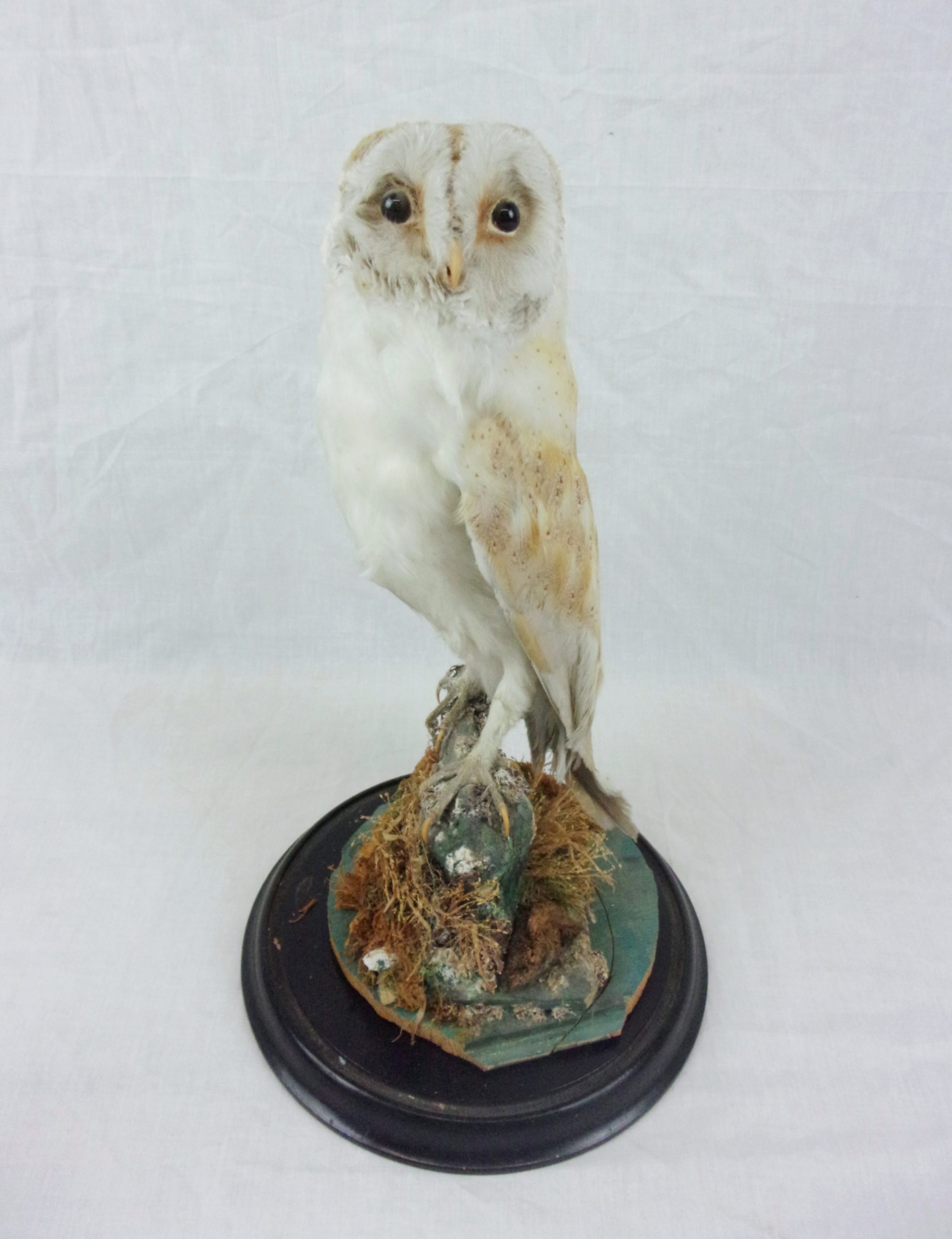Victorian Taxidermy Barn Owl In Glass Dome