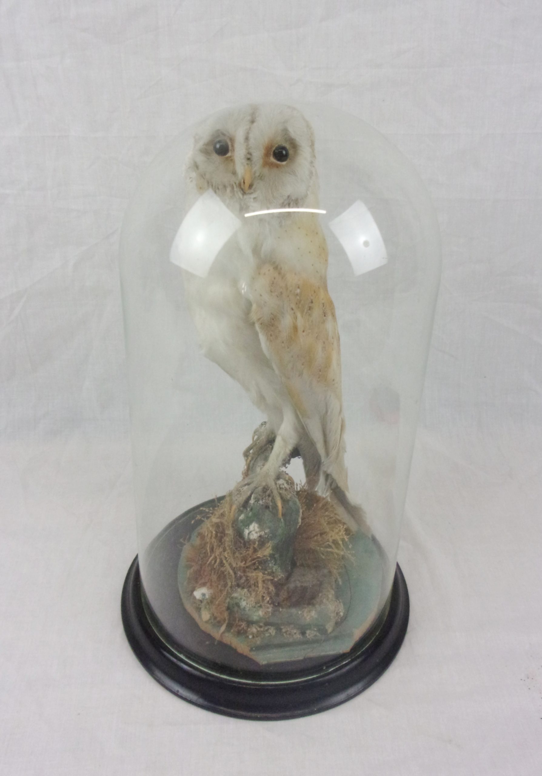 Victorian Taxidermy Barn Owl In Glass Dome - Image 2