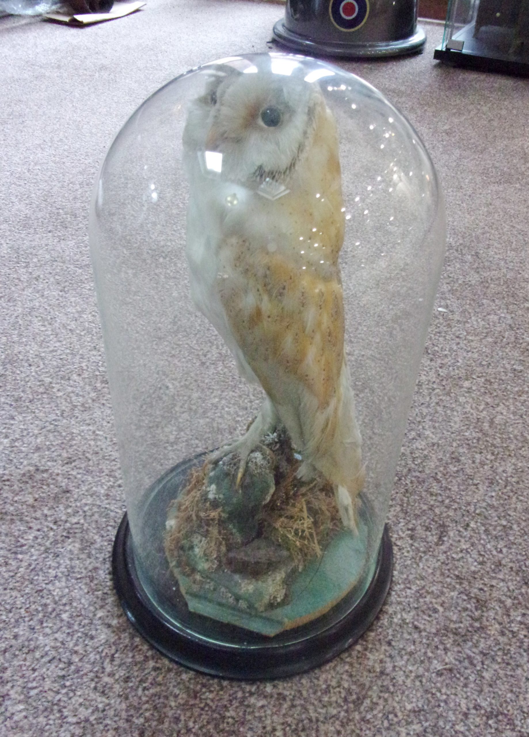 Victorian Taxidermy Barn Owl In Glass Dome - Image 11