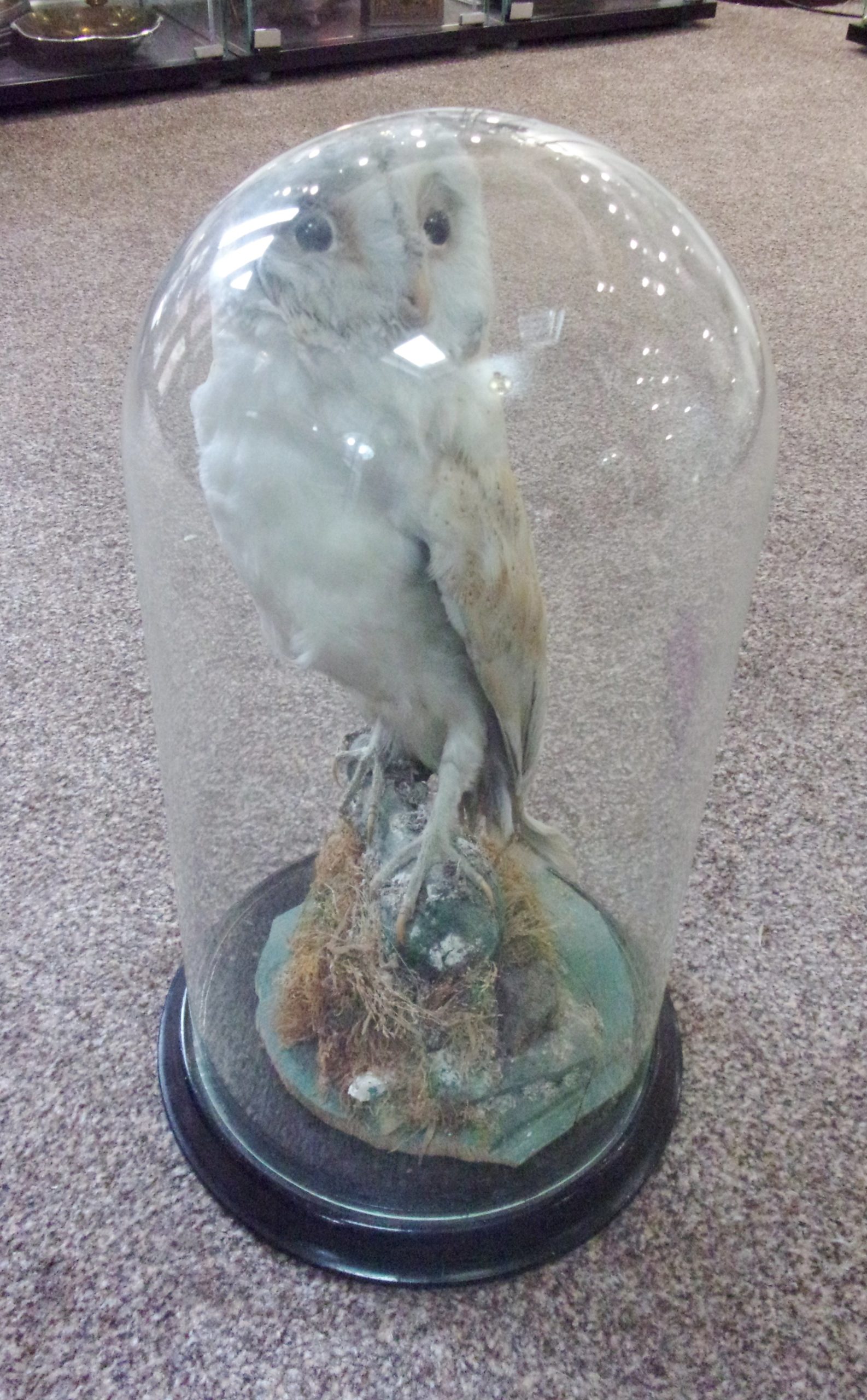 Victorian Taxidermy Barn Owl In Glass Dome - Image 12