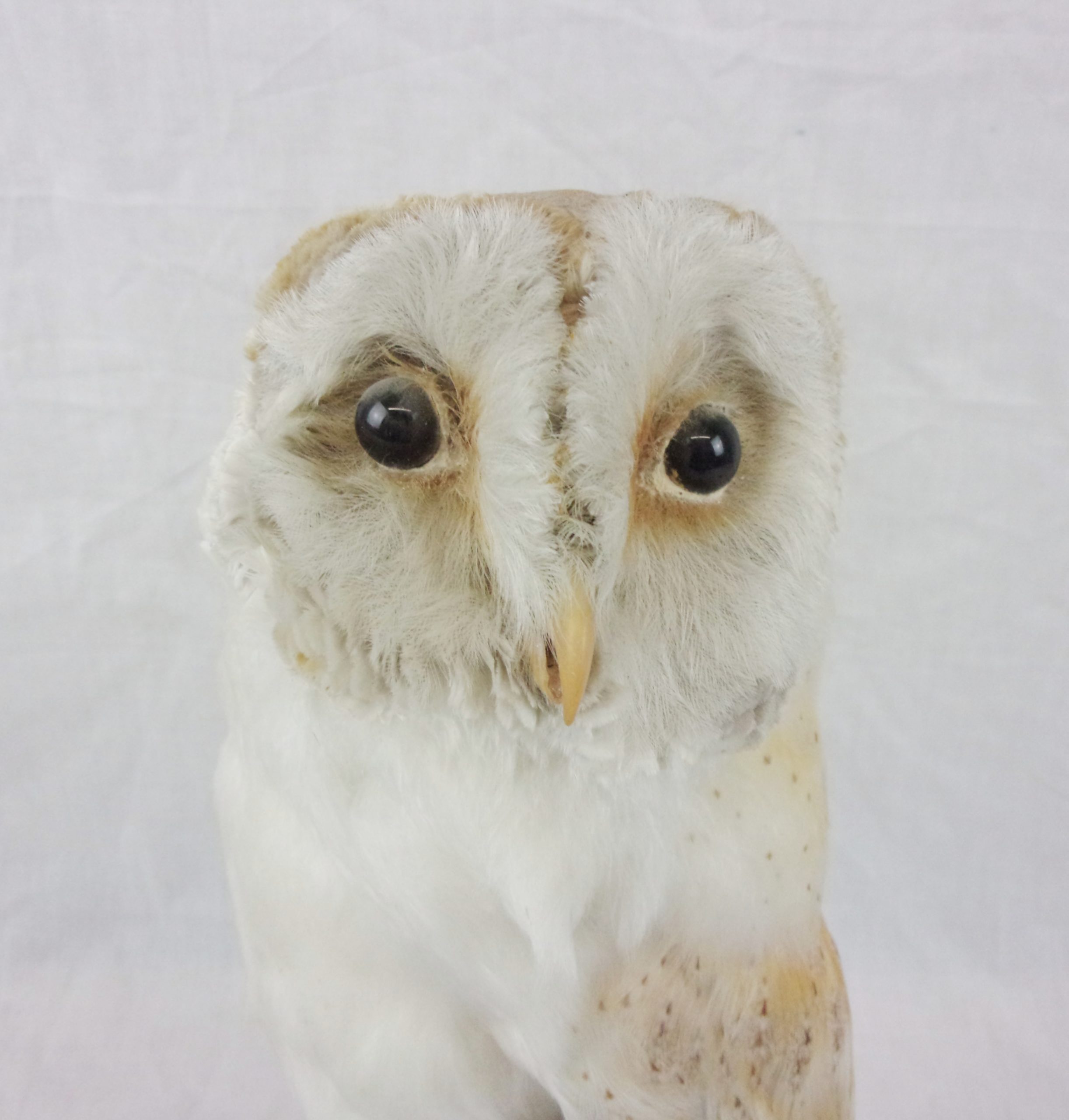 Victorian Taxidermy Barn Owl In Glass Dome - Image 3