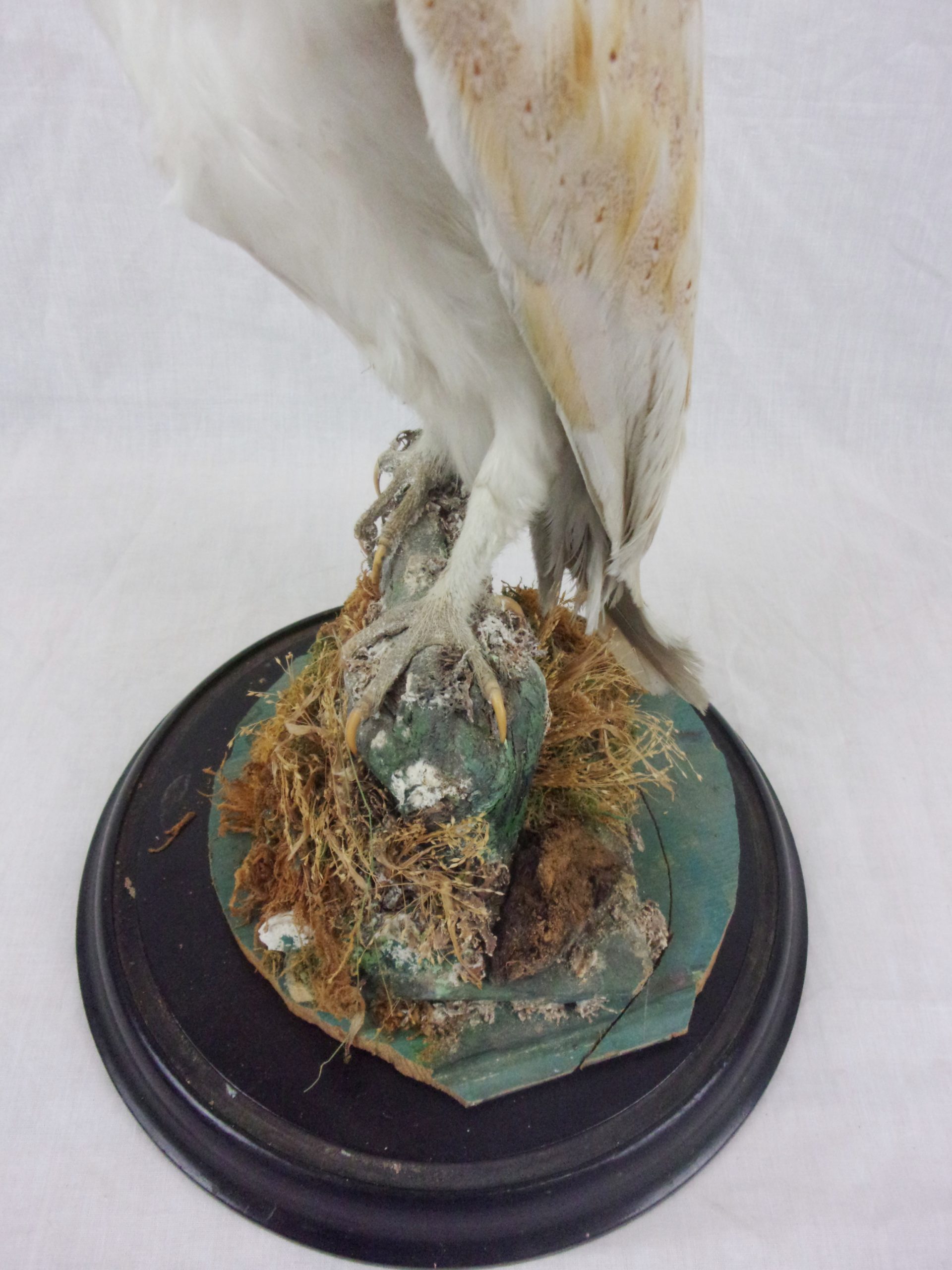 Victorian Taxidermy Barn Owl In Glass Dome - Image 4