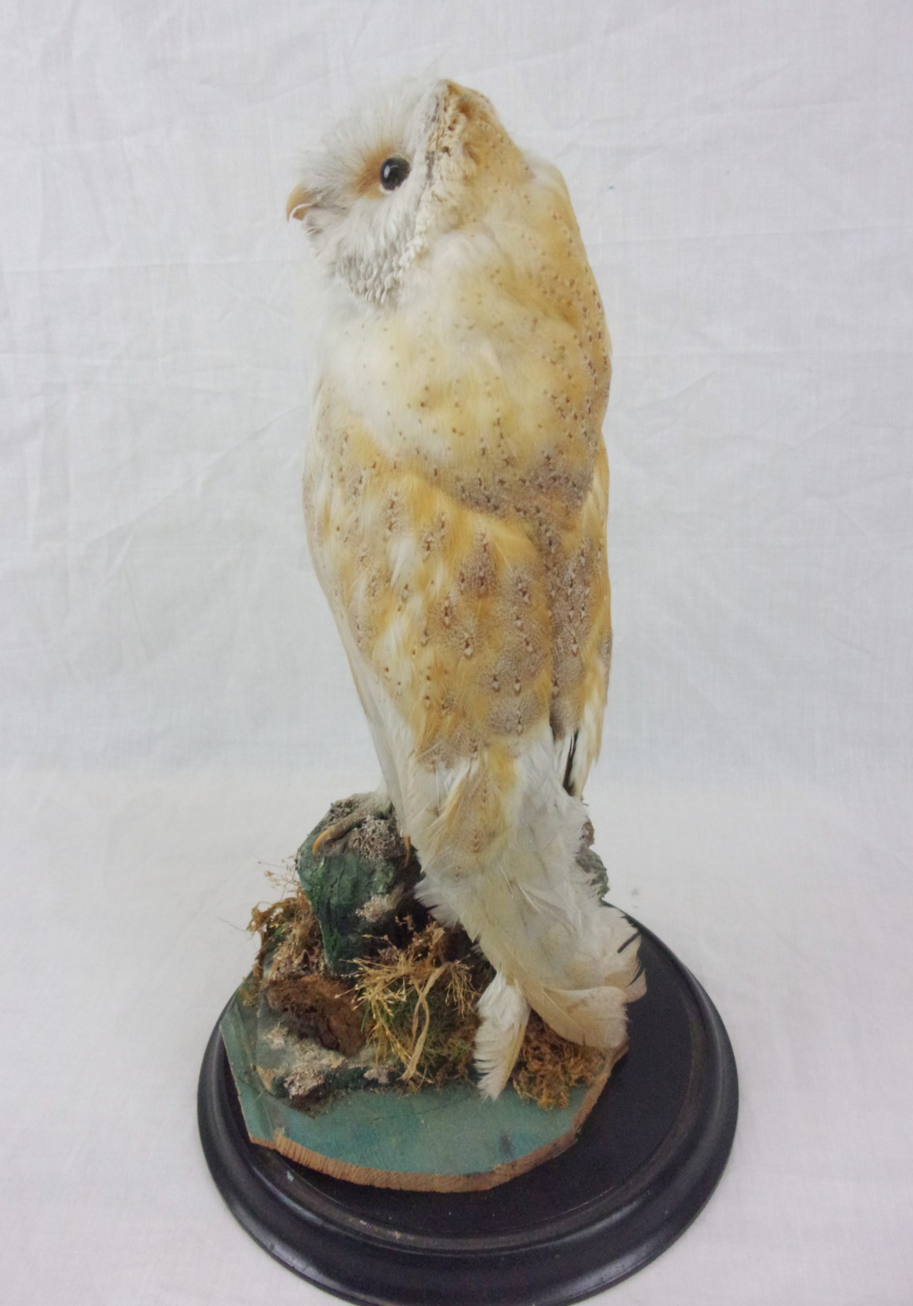 Victorian Taxidermy Barn Owl In Glass Dome - Image 5
