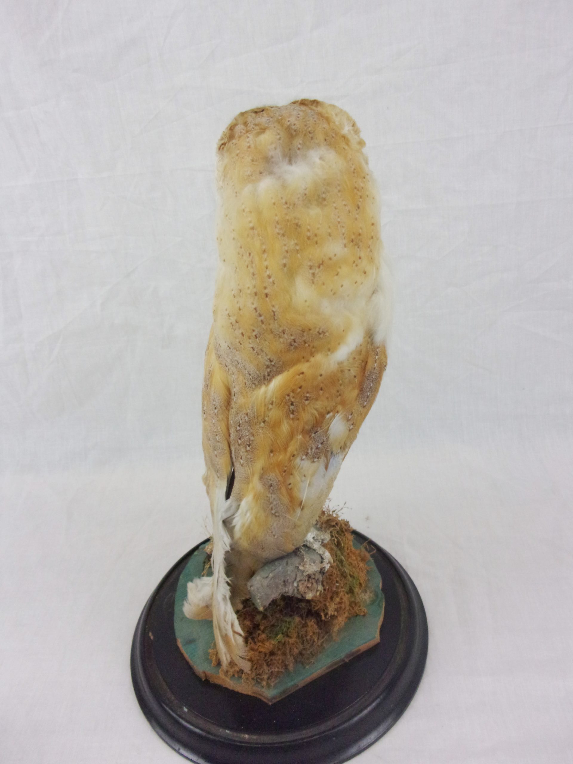 Victorian Taxidermy Barn Owl In Glass Dome - Image 6