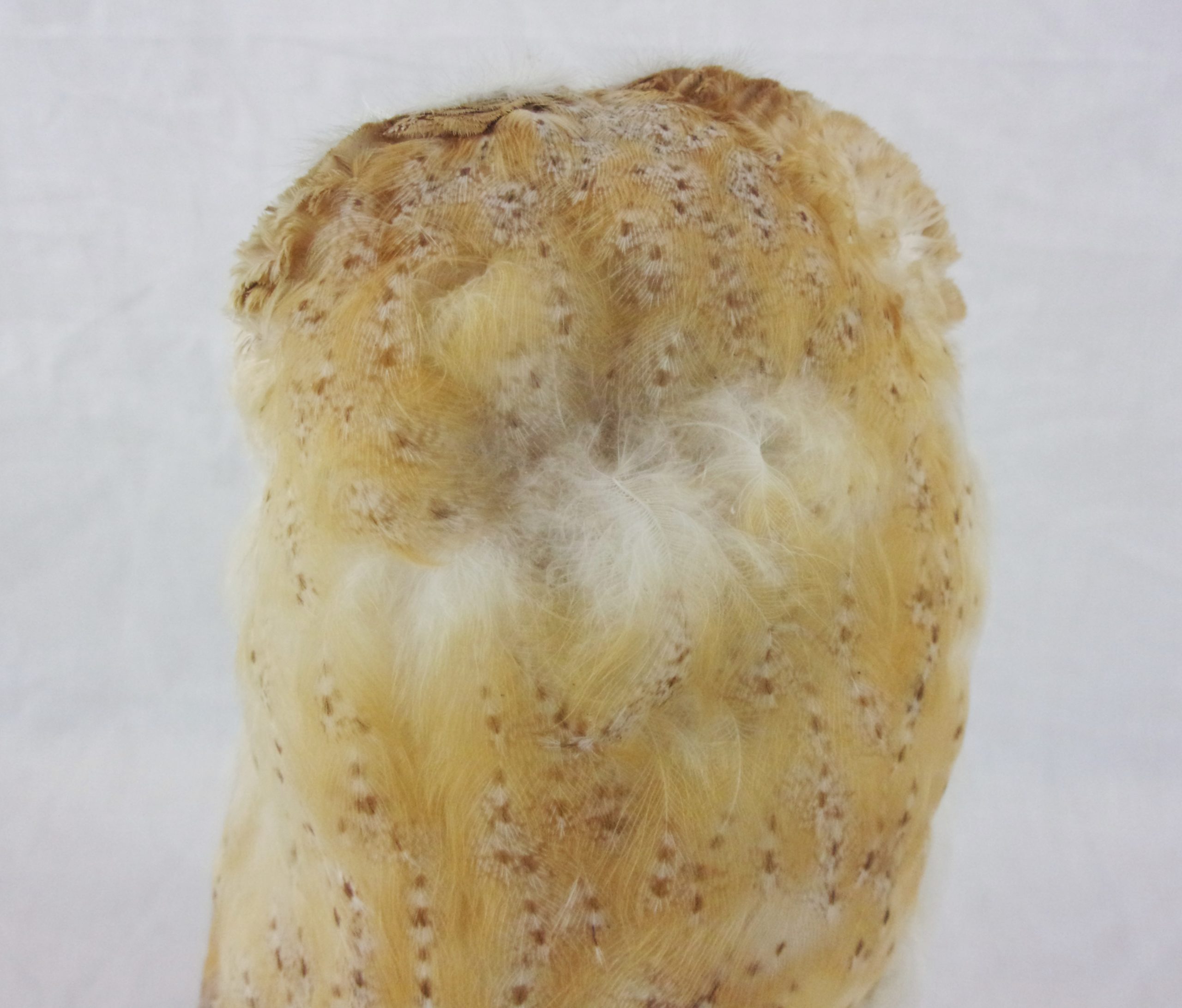 Victorian Taxidermy Barn Owl In Glass Dome - Image 7