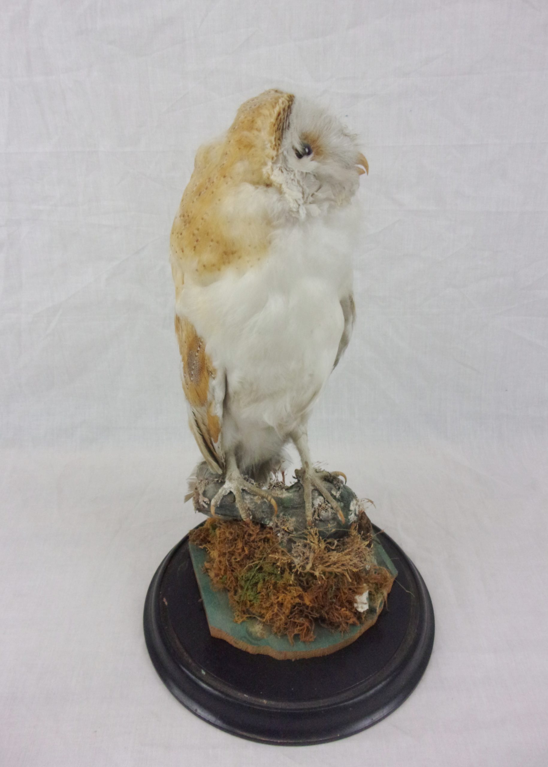 Victorian Taxidermy Barn Owl In Glass Dome - Image 8