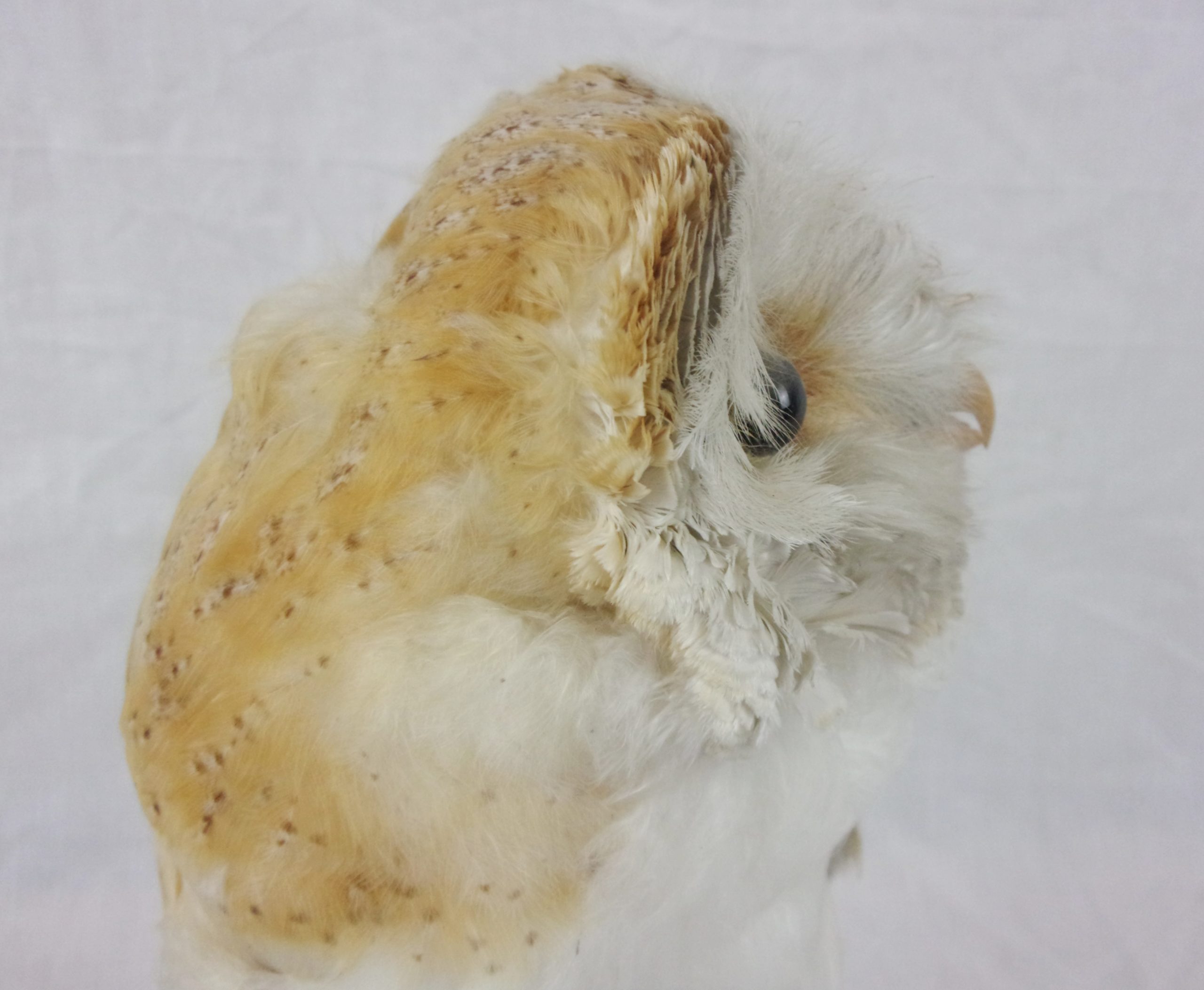 Victorian Taxidermy Barn Owl In Glass Dome - Image 9