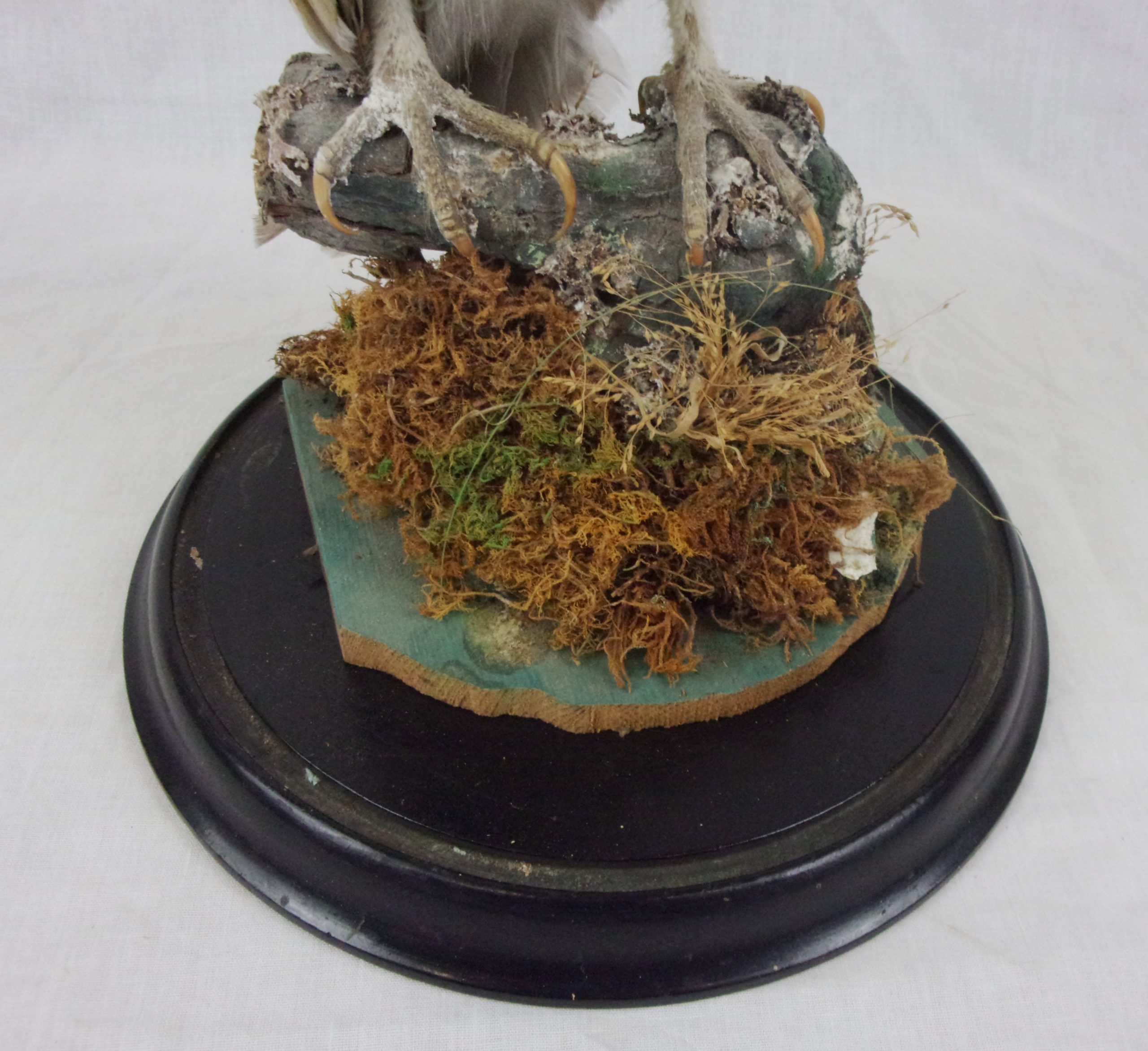 Victorian Taxidermy Barn Owl In Glass Dome - Image 10