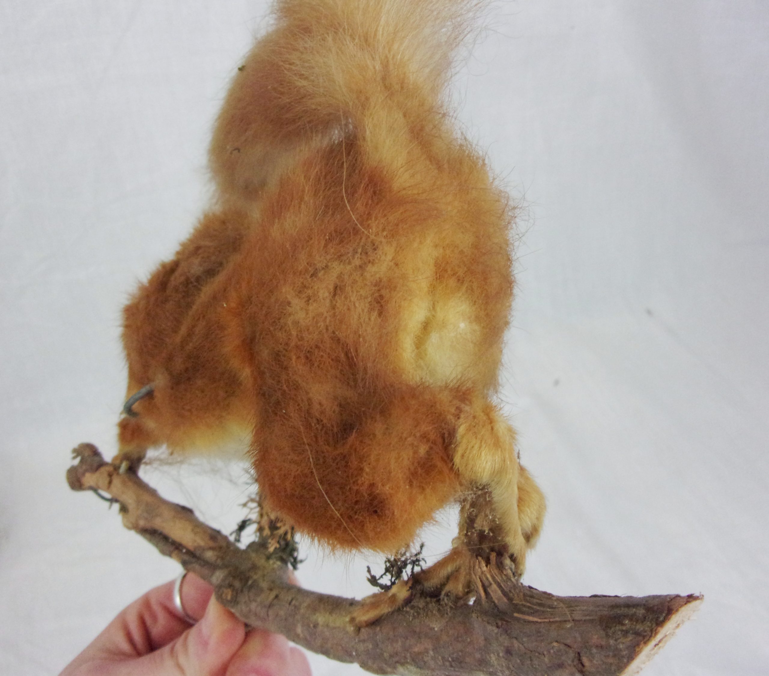 Victorian Taxidermy Red Squirrel In Modern Glass Dome - Image 10