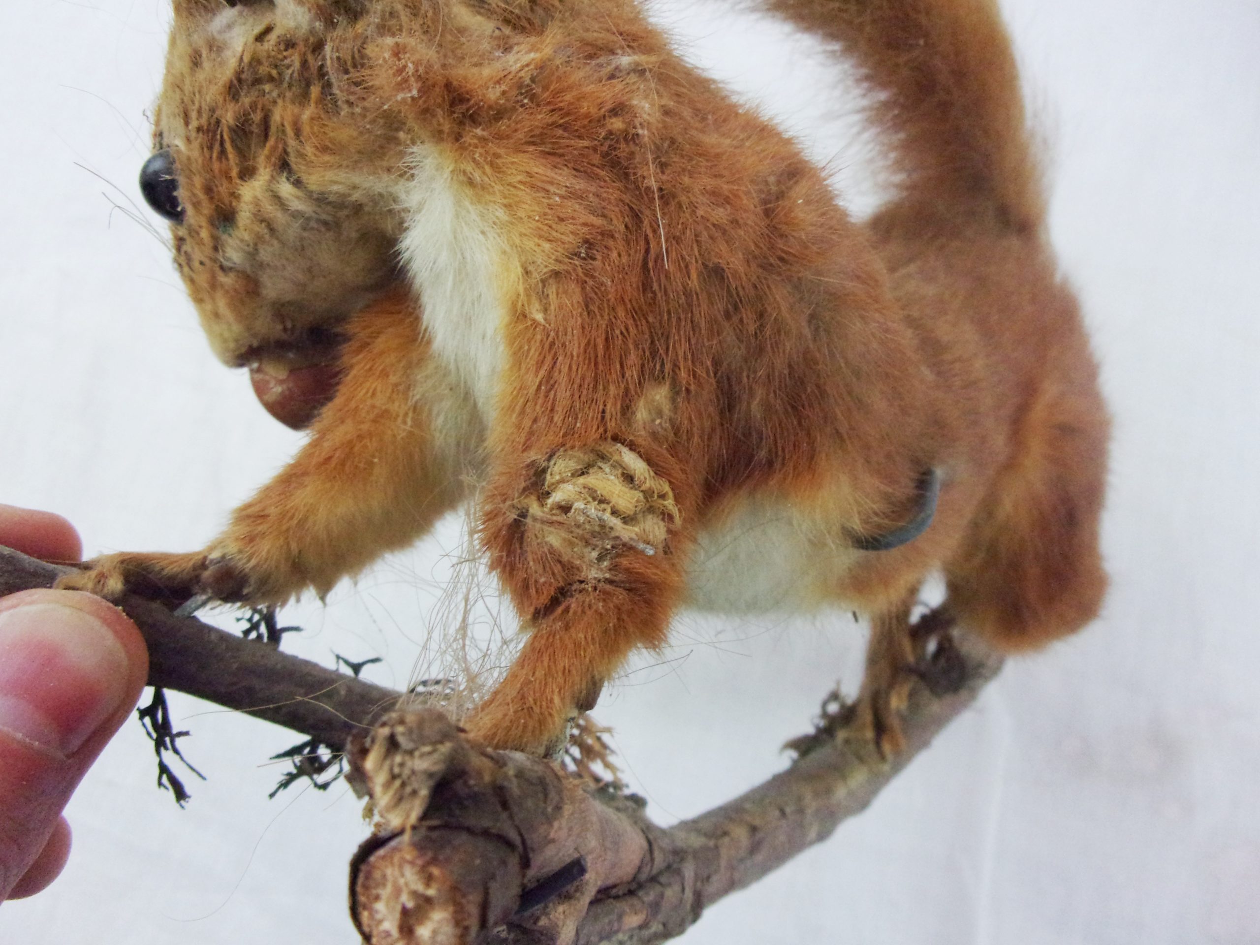 Victorian Taxidermy Red Squirrel In Modern Glass Dome - Image 11