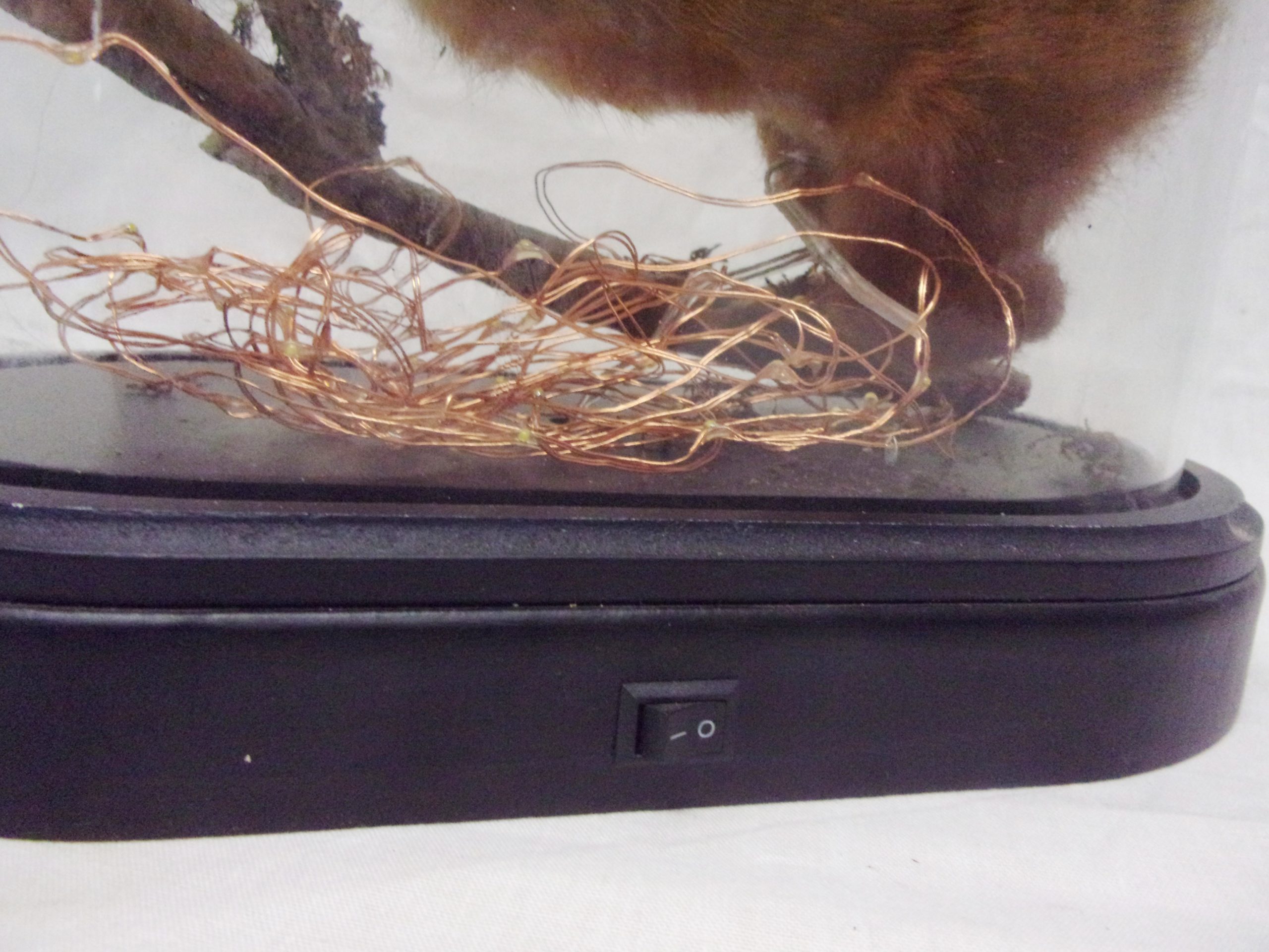Victorian Taxidermy Red Squirrel In Modern Glass Dome - Image 2