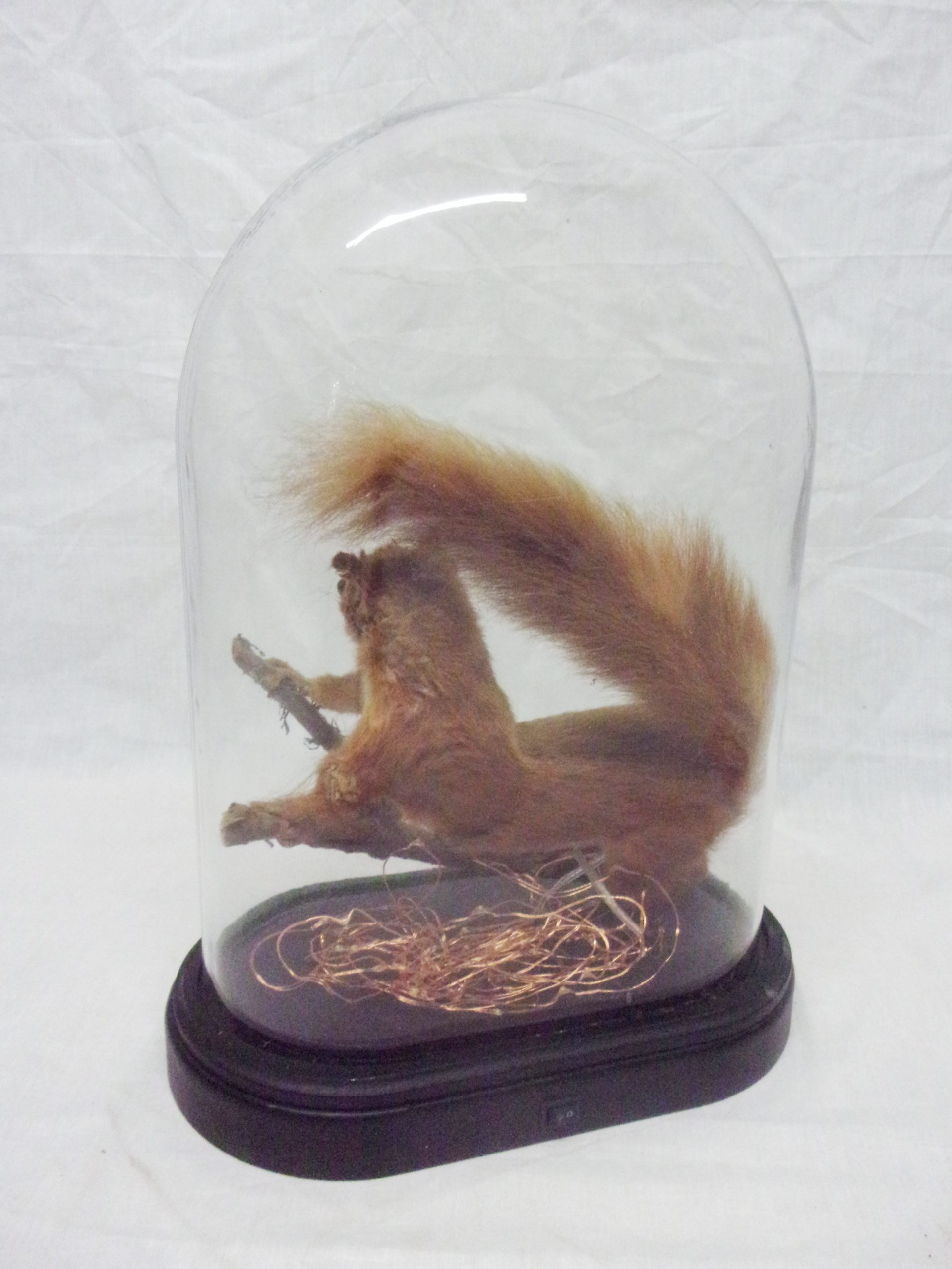 Victorian Taxidermy Red Squirrel In Modern Glass Dome - Image 3