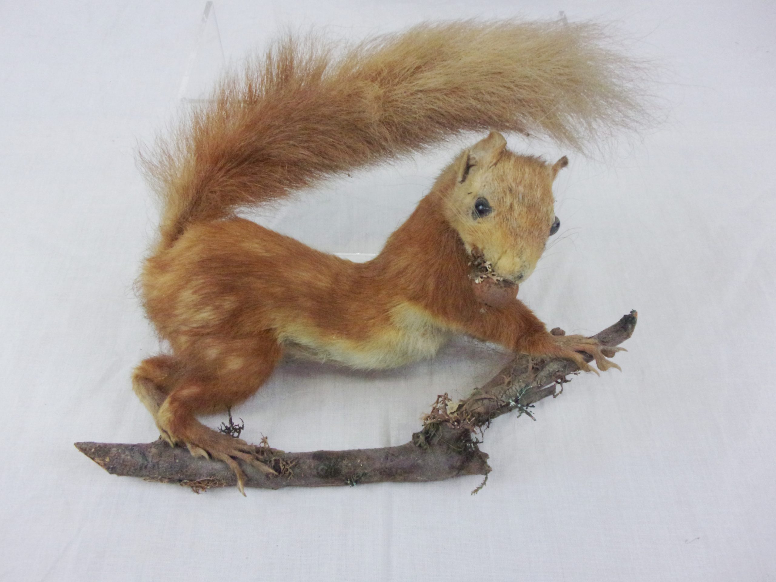 Victorian Taxidermy Red Squirrel In Modern Glass Dome - Image 4