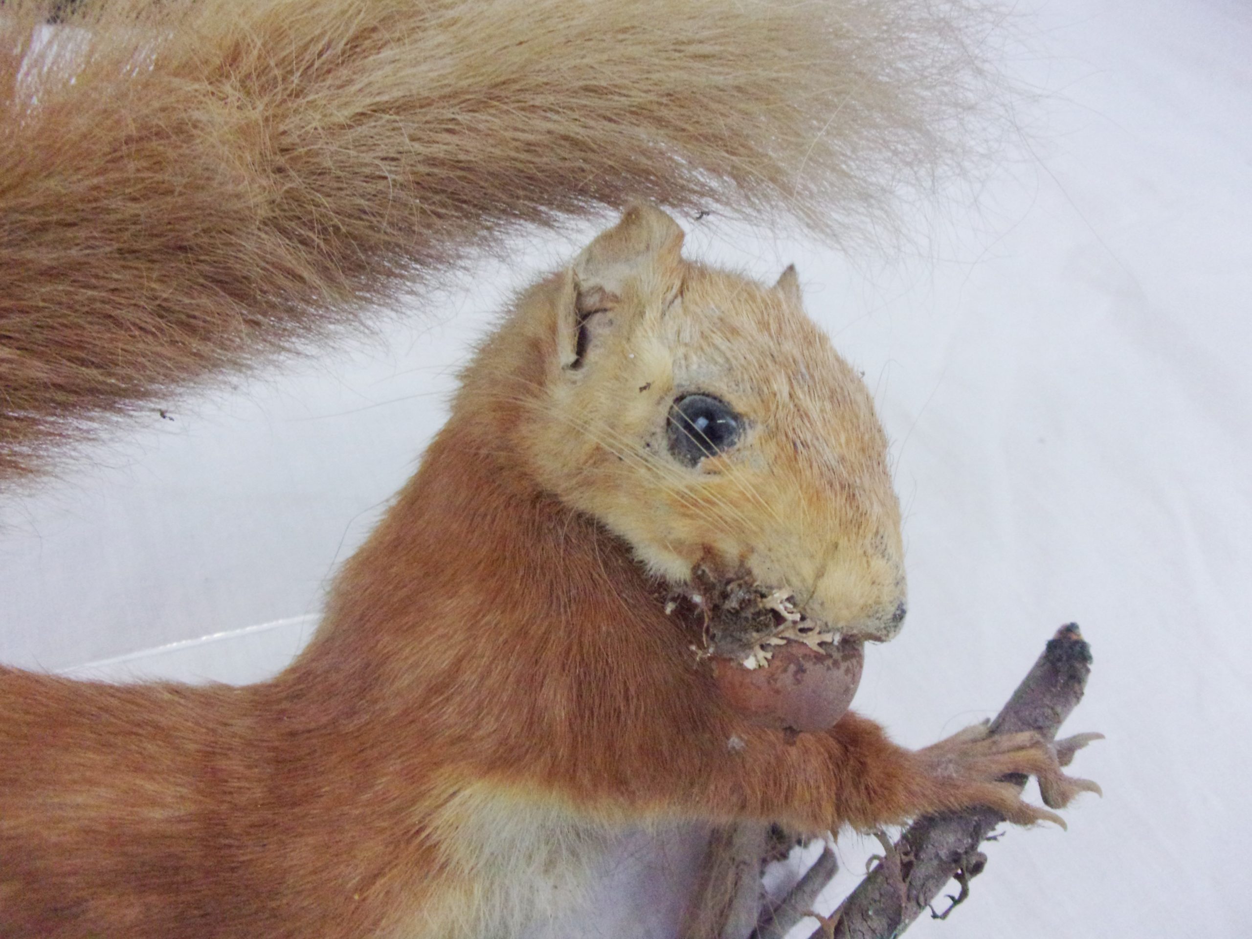 Victorian Taxidermy Red Squirrel In Modern Glass Dome - Image 5