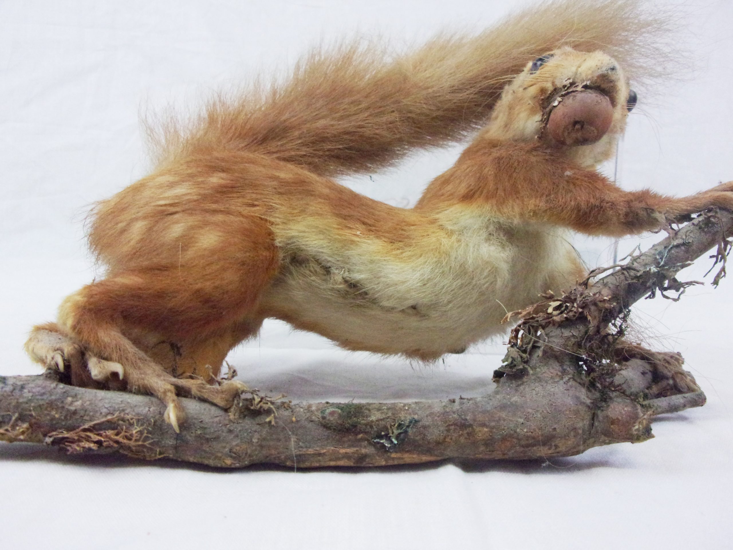 Victorian Taxidermy Red Squirrel In Modern Glass Dome - Image 6