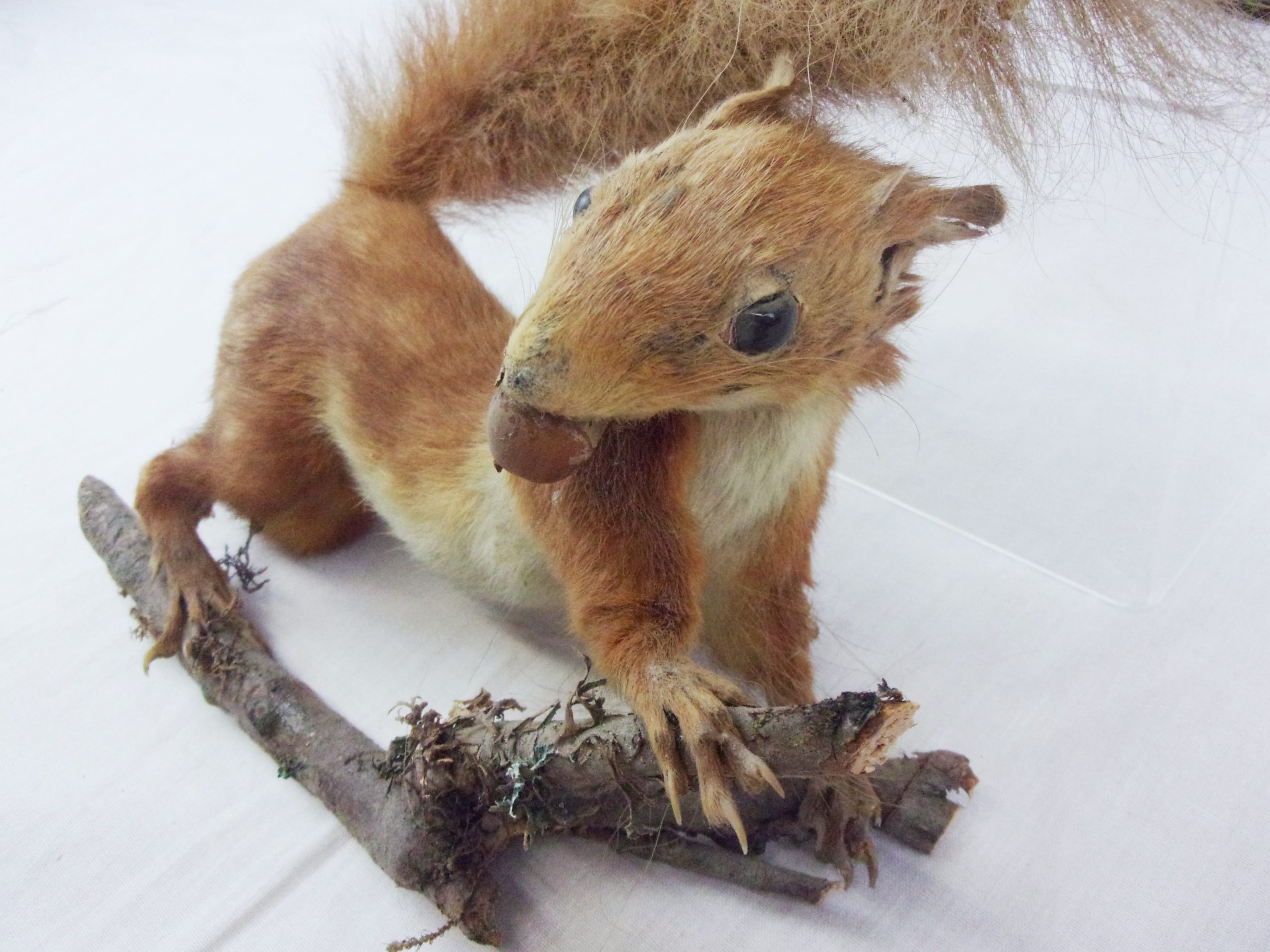 Victorian Taxidermy Red Squirrel In Modern Glass Dome - Image 7