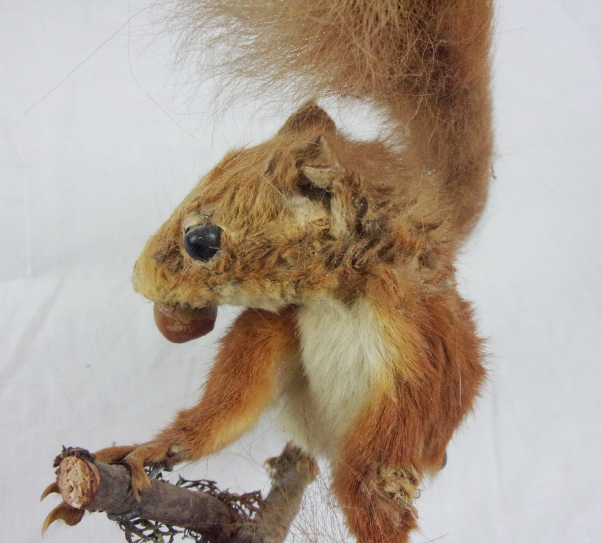 Victorian Taxidermy Red Squirrel In Modern Glass Dome - Image 8