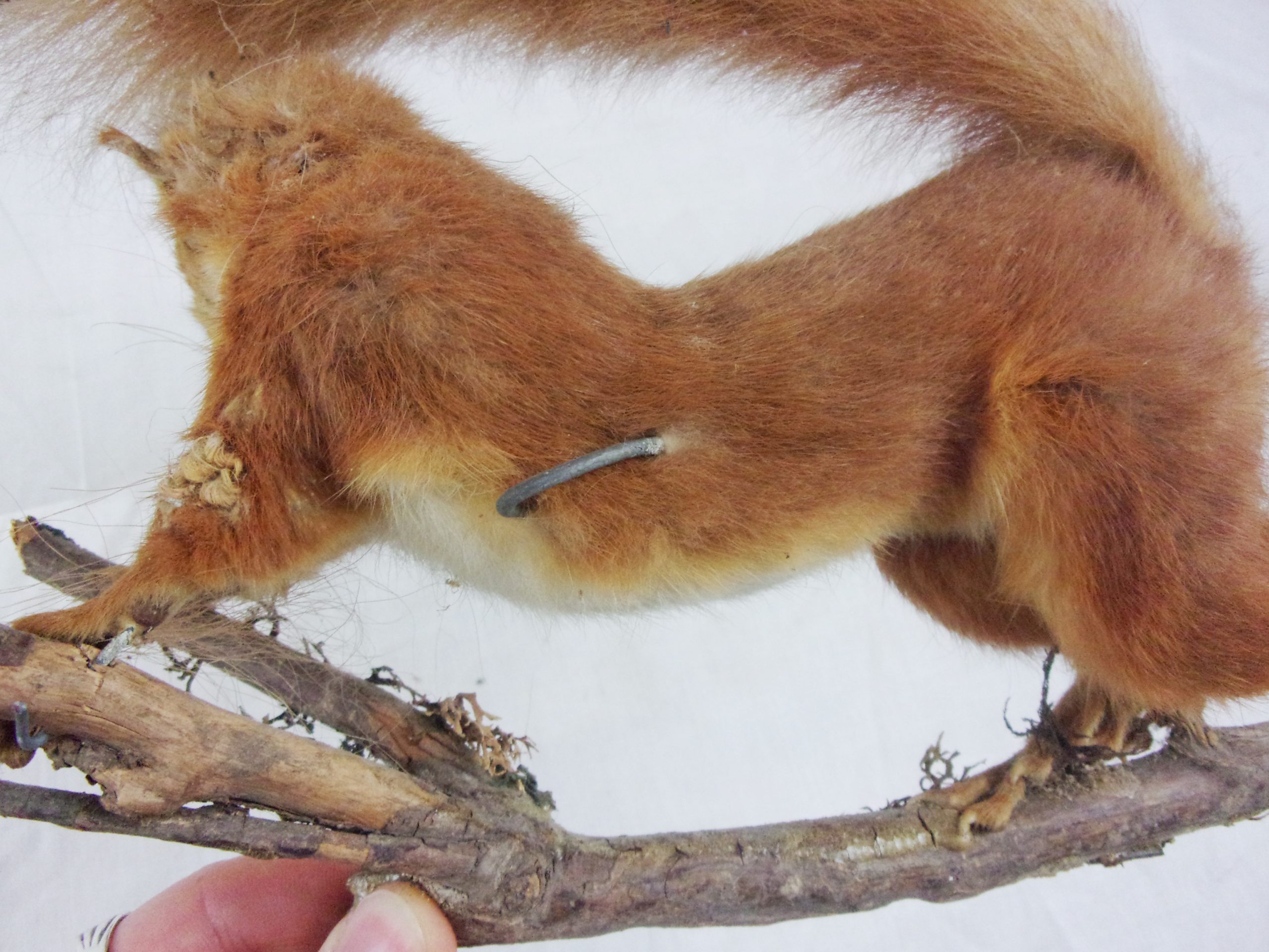 Victorian Taxidermy Red Squirrel In Modern Glass Dome - Image 9