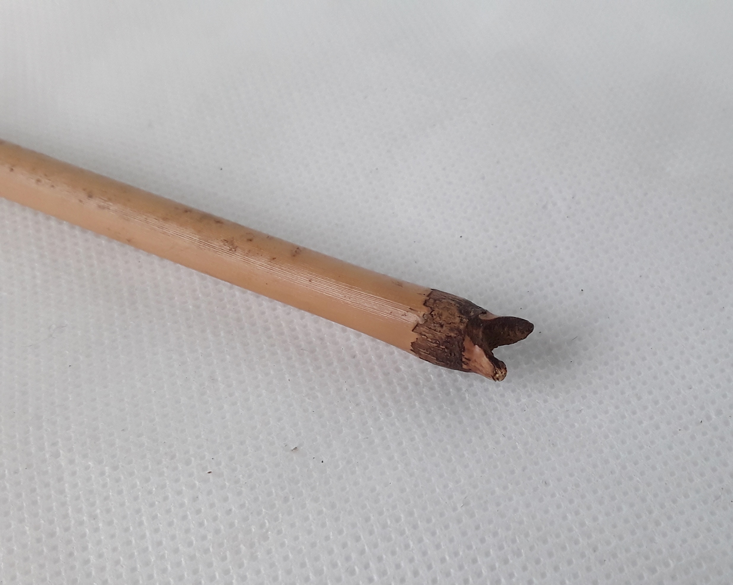 Early 20th Century African Hunting Arrow #2 - Image 6