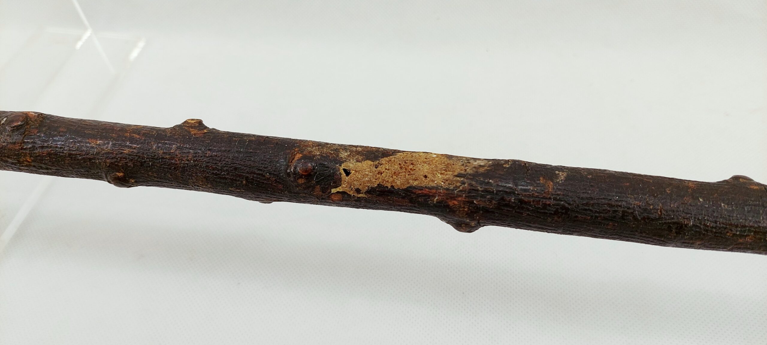Circa 1810 French Heavy Cuirassier Sword Stick with Napoleon's Head Pommel - Image 14