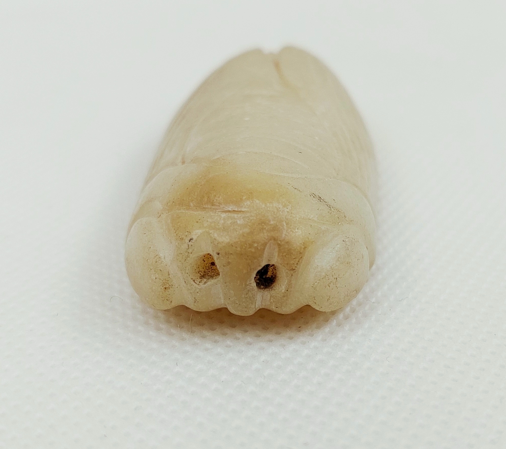 Chinese Ming Dynasty Carved Jade Cicada - Image 3