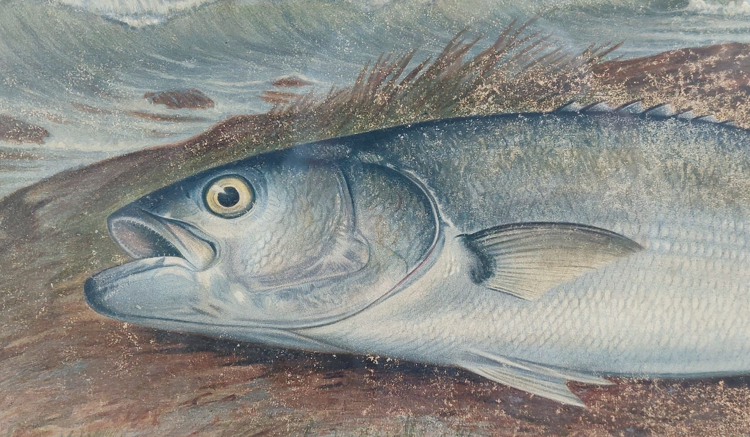 Samuel A. Kilbourne Chromolithograph Sea Bass Fish Scribner’s 1879 - Image 4
