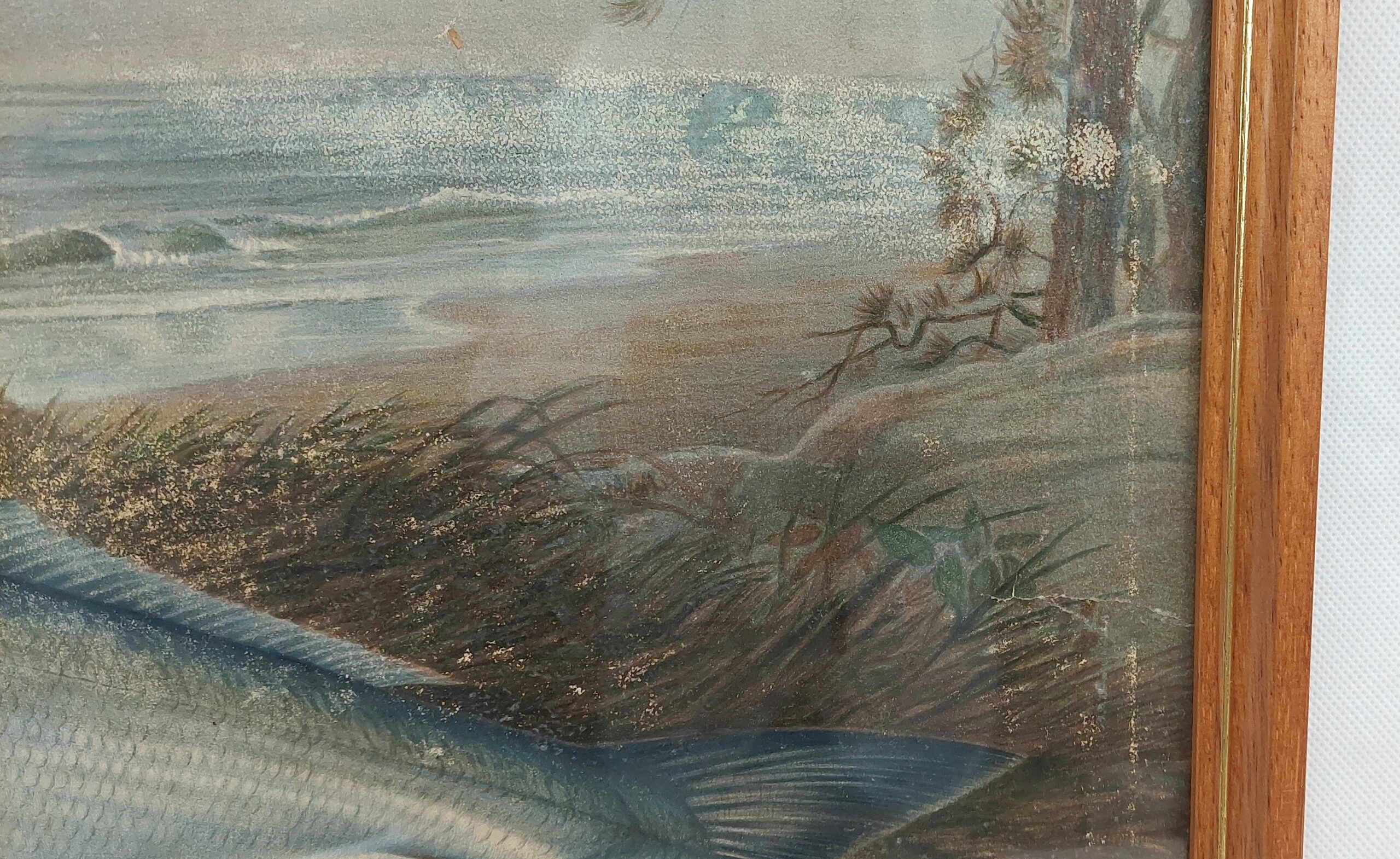Samuel A. Kilbourne Chromolithograph Sea Bass Fish Scribner’s 1879 - Image 3