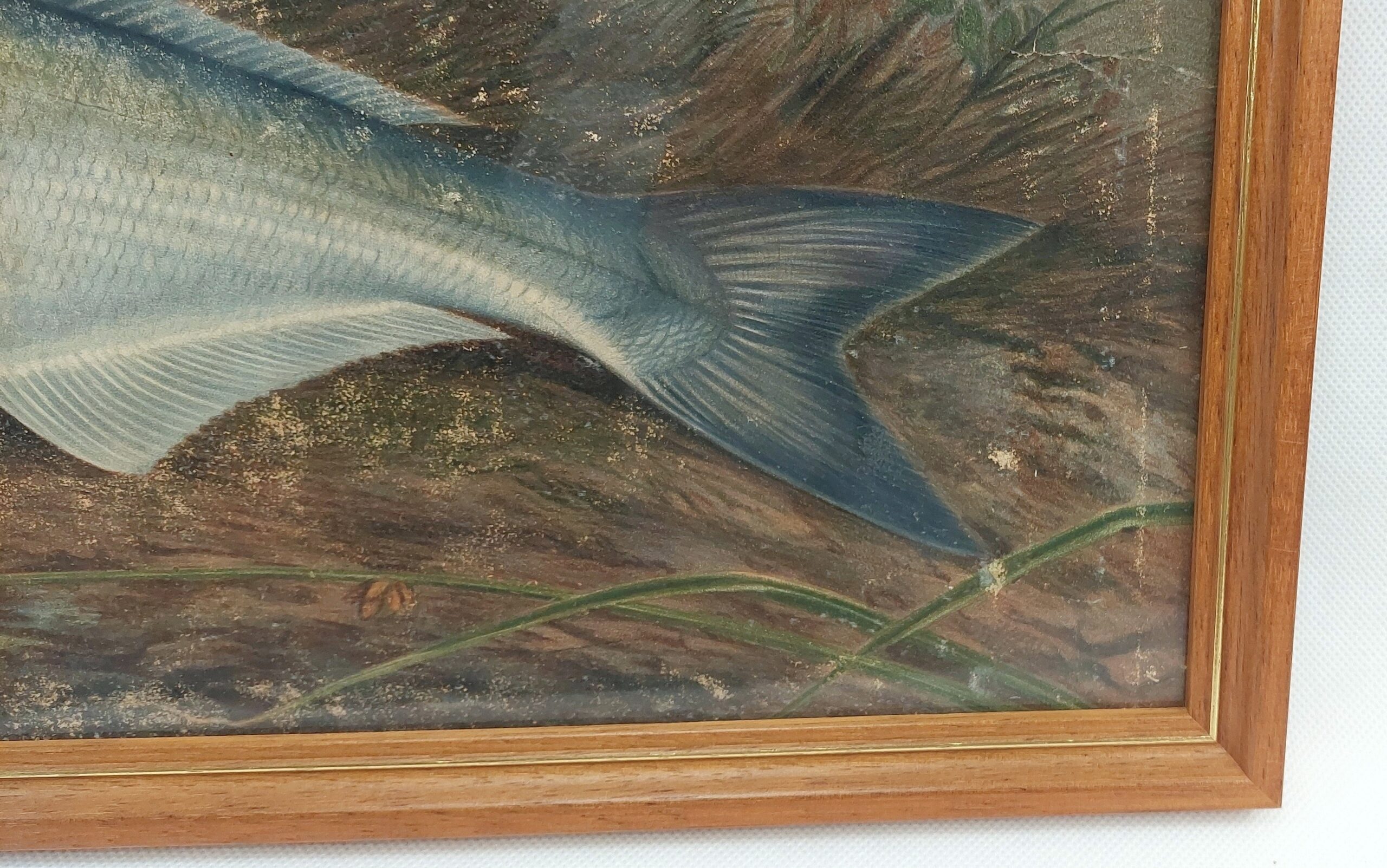 Samuel A. Kilbourne Chromolithograph Sea Bass Fish Scribner’s 1879 - Image 2