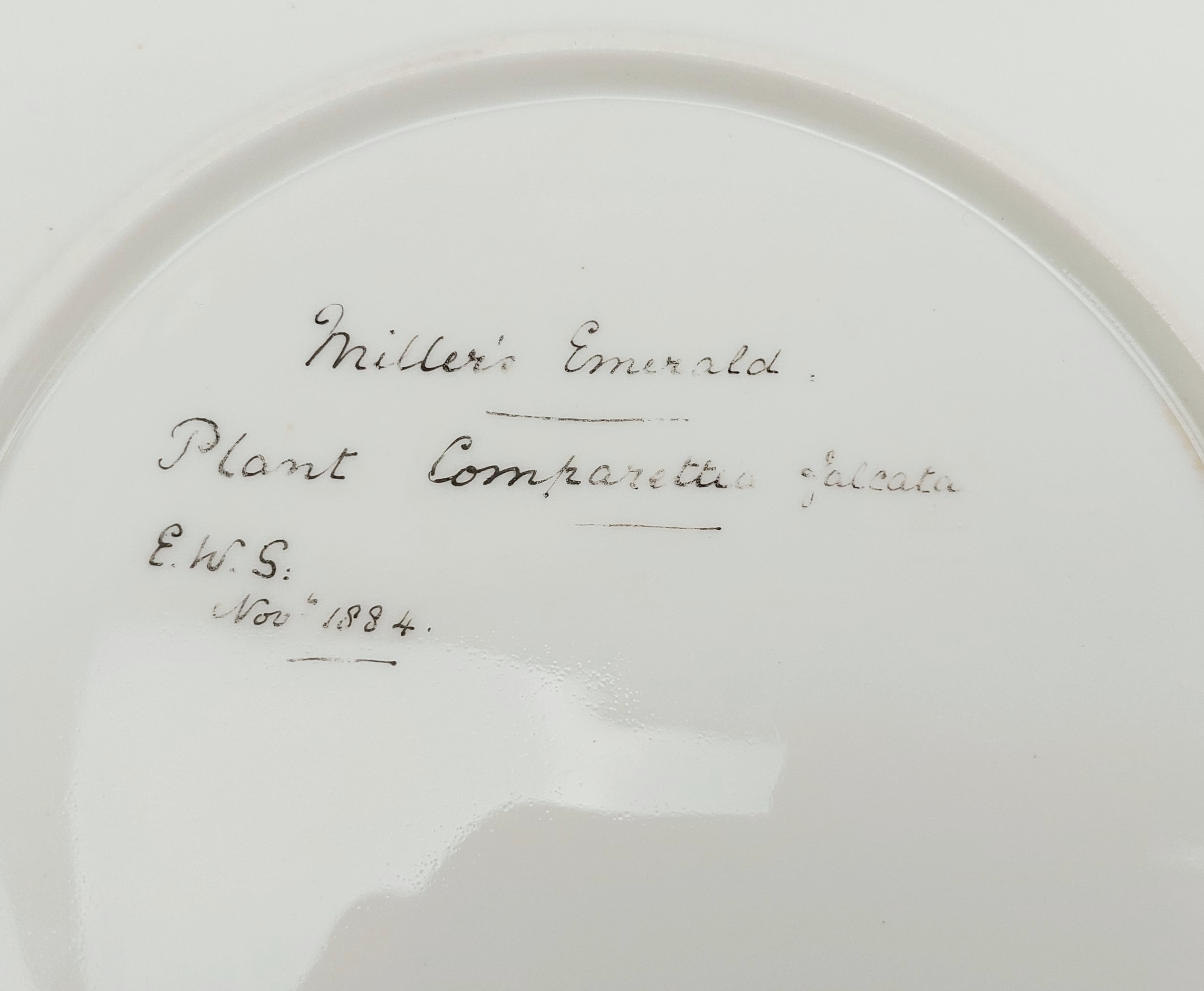 Set of Three Plates Hand Painted with Birds c1885 - Image 18