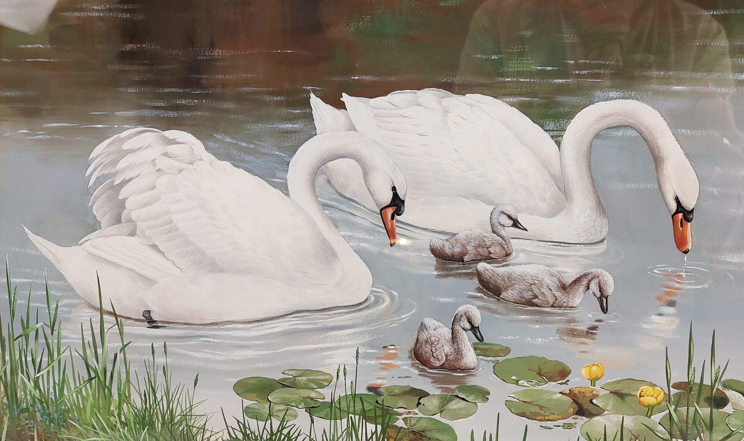 Framed Gouache Study Of Swans And Cygnets On A Lake By Caroline Manning - Image 3