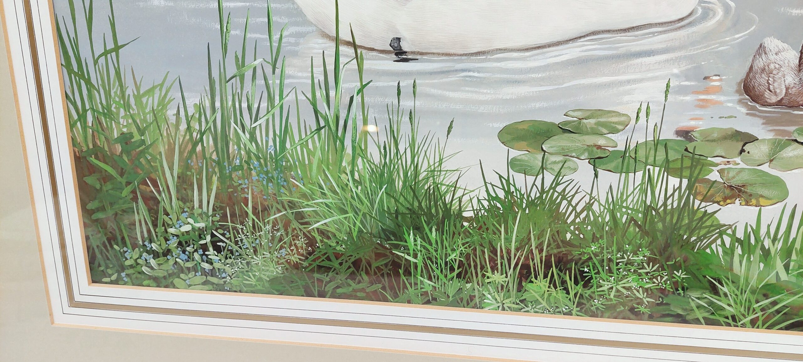 Framed Gouache Study Of Swans And Cygnets On A Lake By Caroline Manning - Image 5