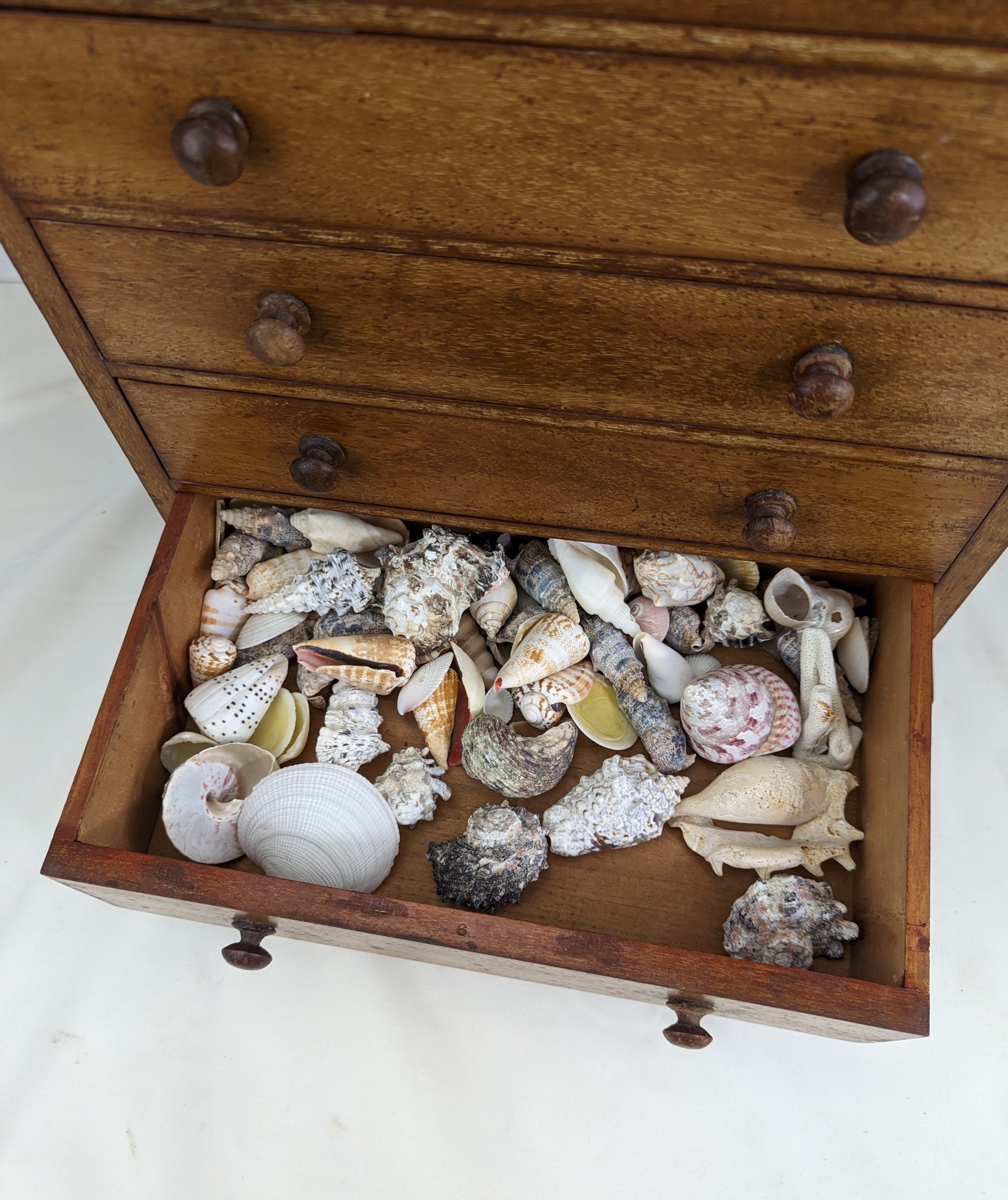 Assortment of Organic and Geological Samples Chest - Image 7