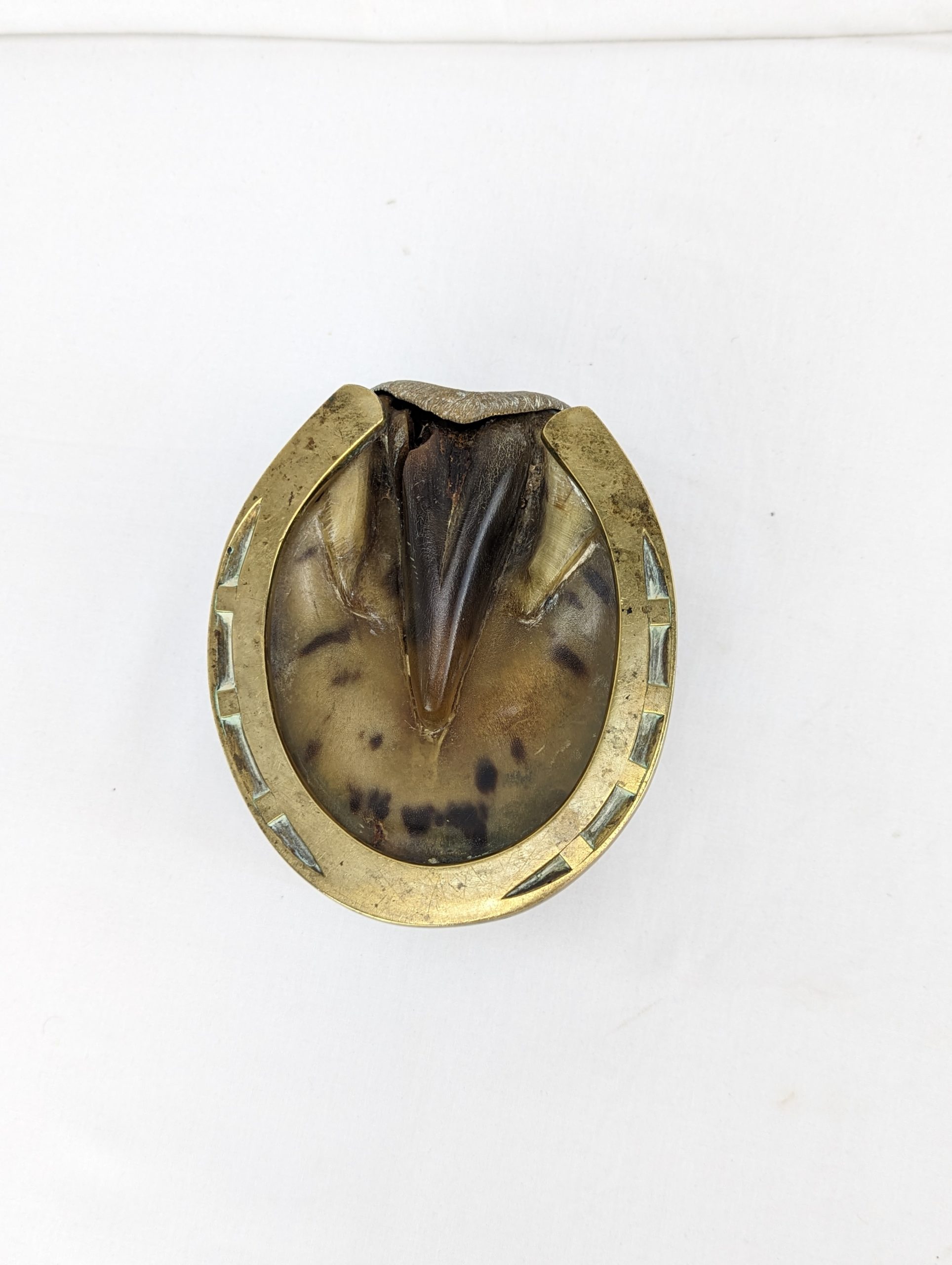 Brass Mounted Antique Horse Hoof Inkwell - Image 7