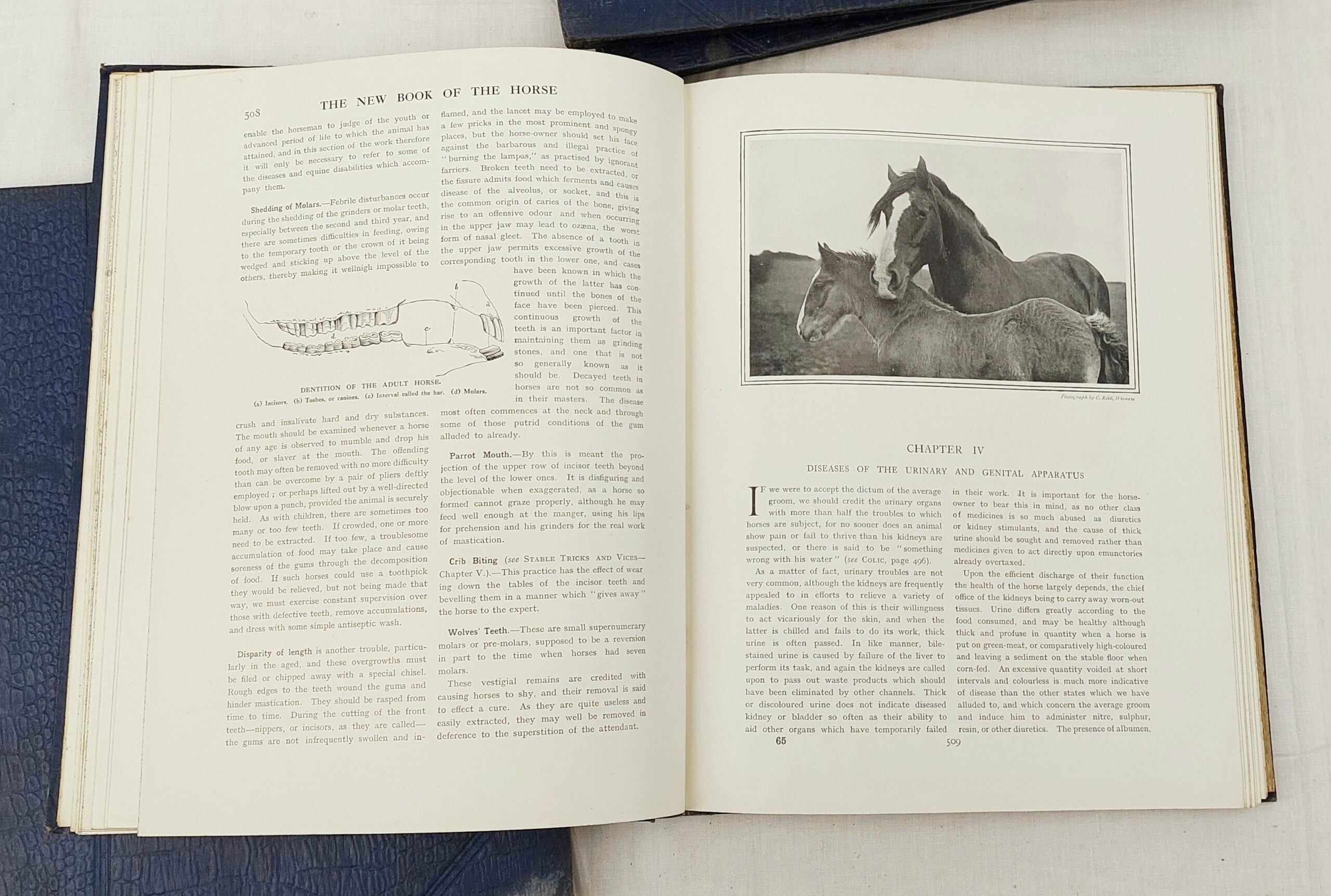 1912 4 Volume Set Cassels New Book Of The Horse By Charles Richardson - Image 3