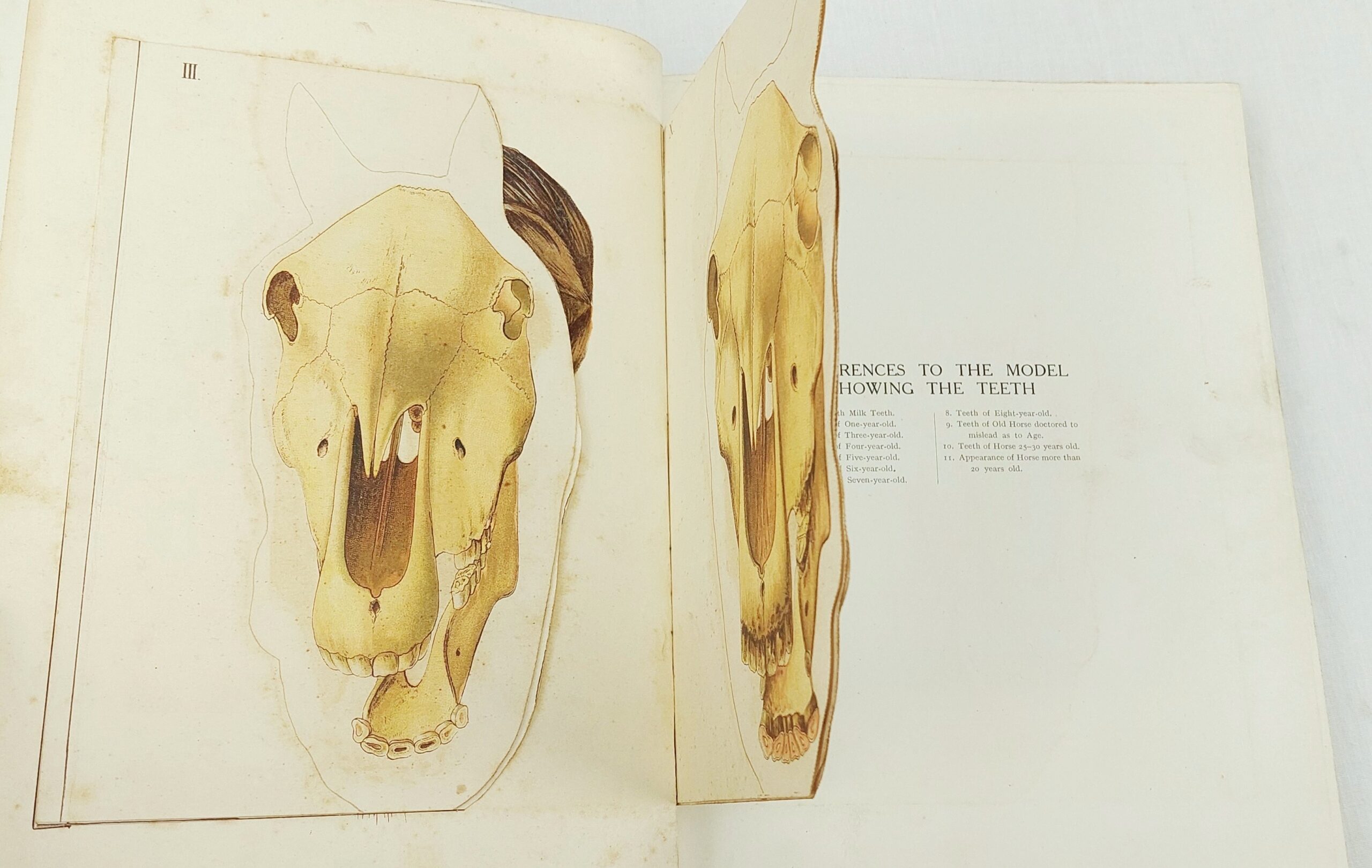 1912 4 Volume Set Cassels New Book Of The Horse By Charles Richardson - Image 9
