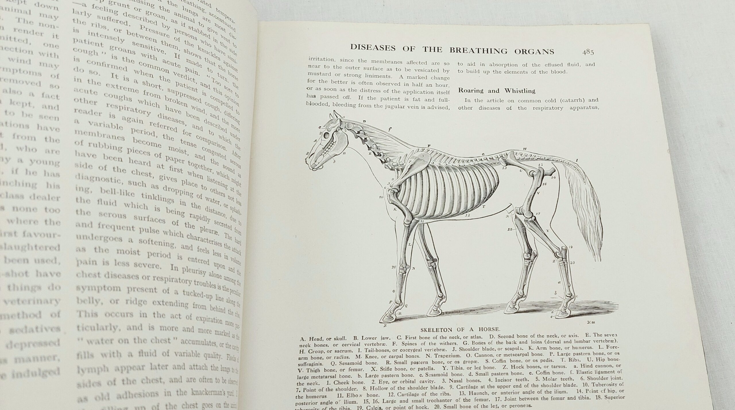 1912 4 Volume Set Cassels New Book Of The Horse By Charles Richardson - Image 7