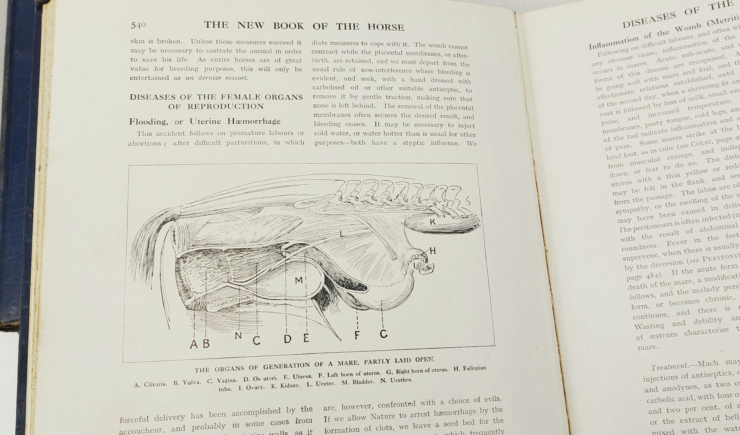 1912 4 Volume Set Cassels New Book Of The Horse By Charles Richardson - Image 5