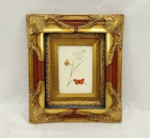 Framed Circa 1790 Hand Coloured Butterfly Engraving #1