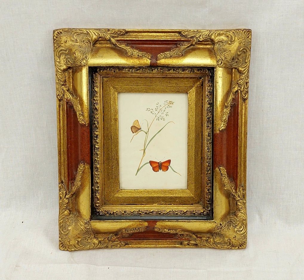 Framed Circa 1790 Hand Coloured Butterfly Engraving #1