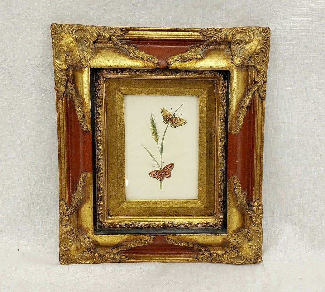 Framed Circa 1790 Hand Coloured Butterfly Engraving #2