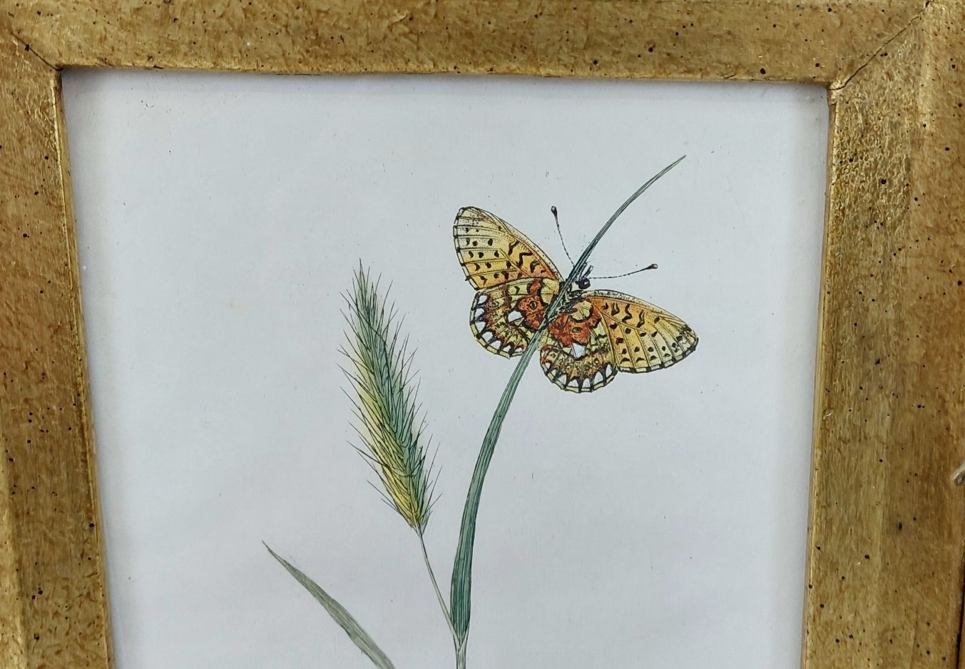 Framed Circa 1790 Hand Coloured Butterfly Engraving #2 - Image 7