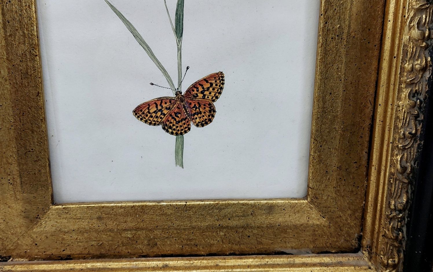 Framed Circa 1790 Hand Coloured Butterfly Engraving #1 - Image 4