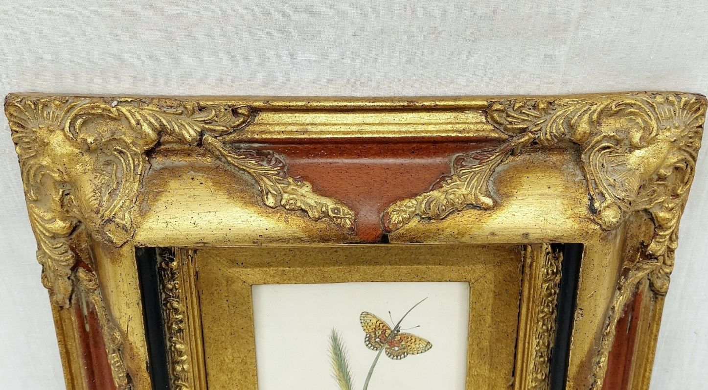 Framed Circa 1790 Hand Coloured Butterfly Engraving #2 - Image 5