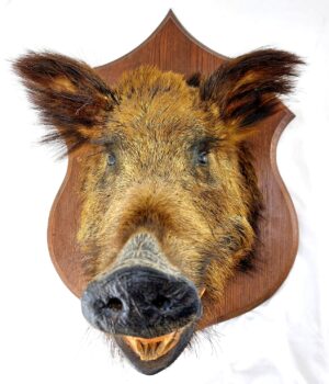 Mounted Wild Boar’s Head Trophy, Taxidermy on Wooden Plaque