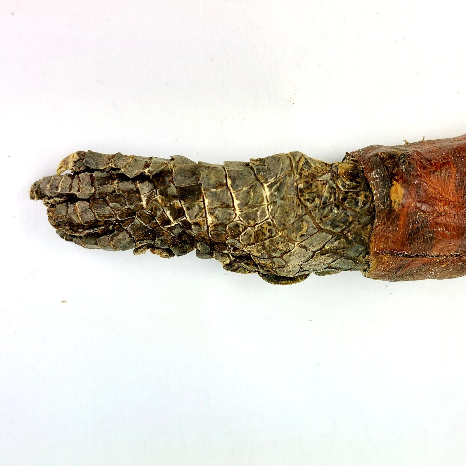West African Tribal Dagger with Crocodile-Skin Grip and Cowrie-Decorated Sheath - Image 19