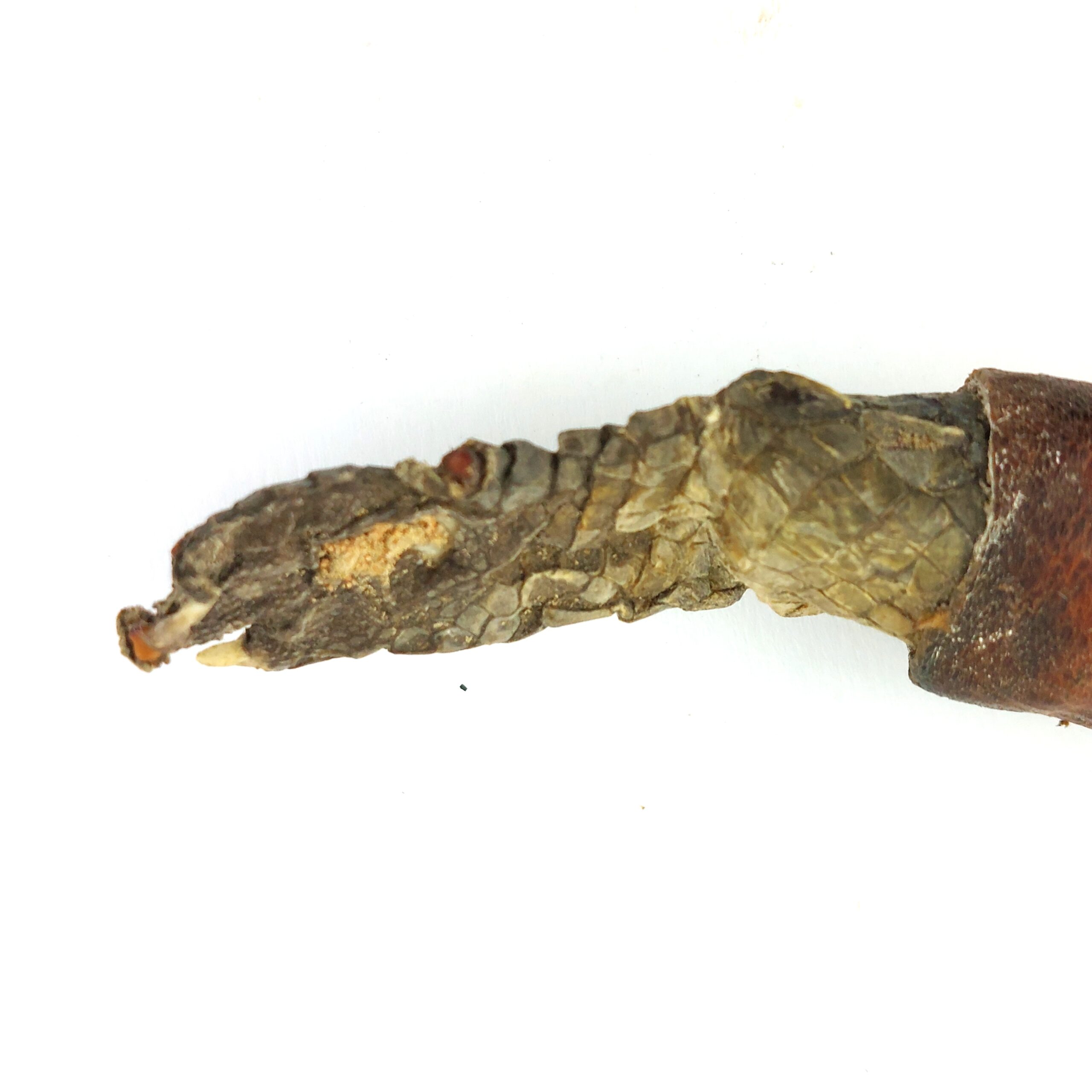 West African Tribal Dagger with Crocodile-Skin Grip and Cowrie-Decorated Sheath - Image 20
